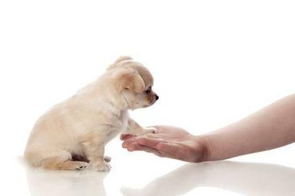 Taller de Adiestramiento canino en cachorros